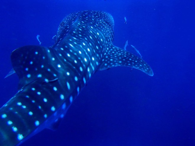 6-REASONS-TO-TRAVEL-UP-THE-YUCATAN-PENINSULA-whale-shark